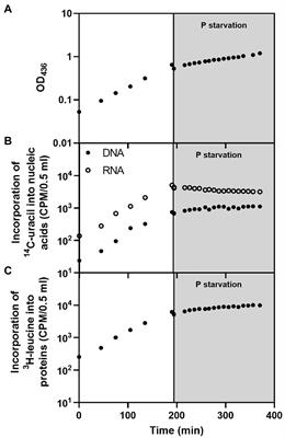 Escherichia coli protein synthesis is limited by mRNA availability rather than ribosomal capacity during phosphate starvation